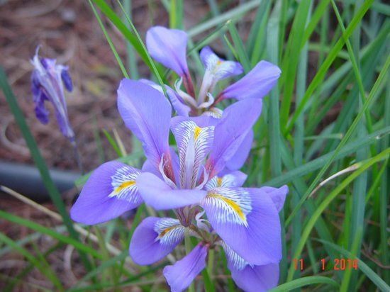 ディオメーデス植物園